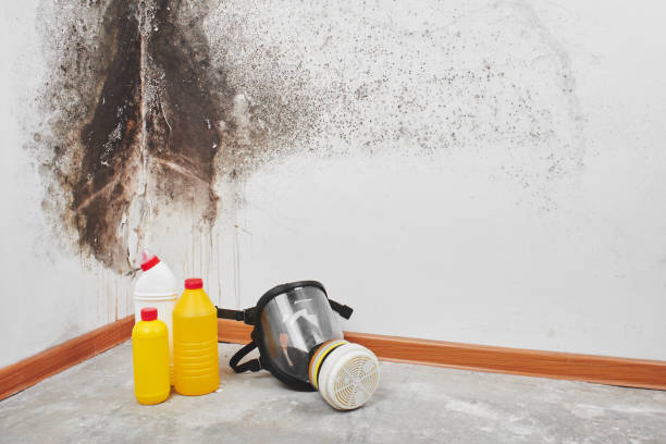 Best Residential Mold Removal  in Desoto, TX
