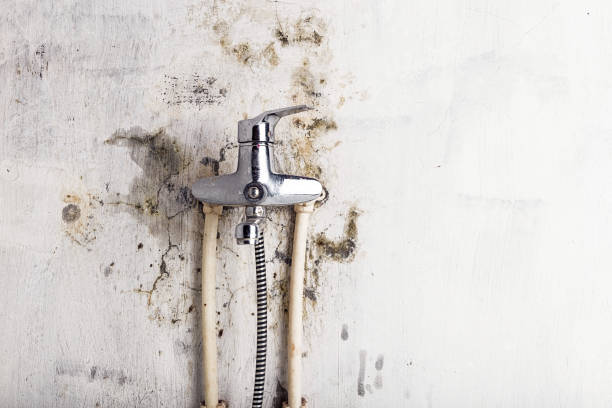  Desoto, TX Mold Removal Pros