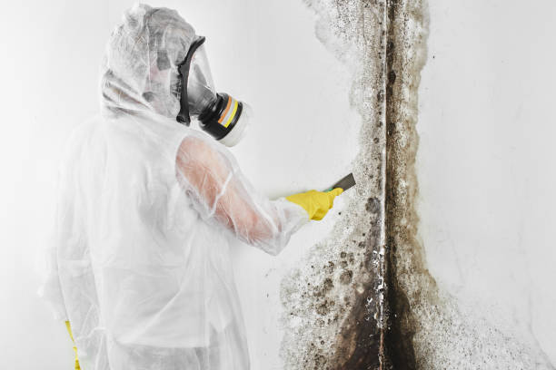 Best Mold Removal Specialists  in Desoto, TX