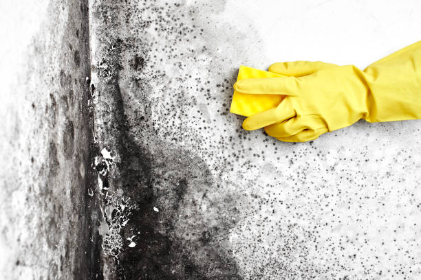 Best Professional Mold Removal  in Desoto, TX