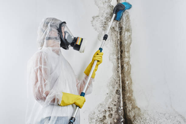 Best Toxic Mold Removal  in Desoto, TX