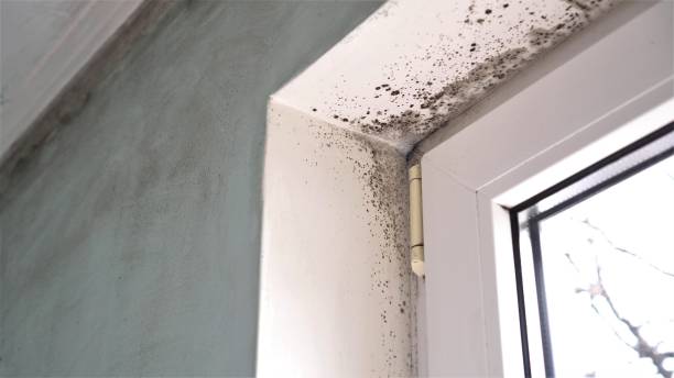 Best Commercial Mold Removal  in Desoto, TX