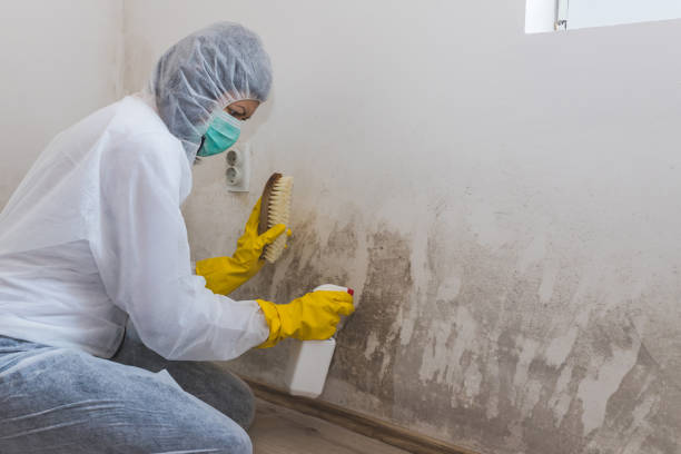 Best Same-Day Mold Removal  in Desoto, TX