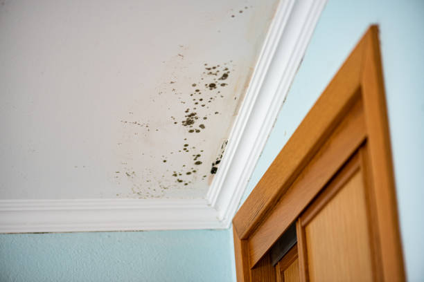 Best Black Mold Removal  in Desoto, TX