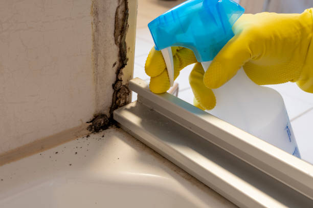 Best Fast Mold Removal  in Desoto, TX