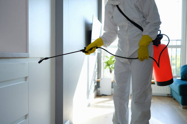 Best Office Mold Removal Services  in Desoto, TX