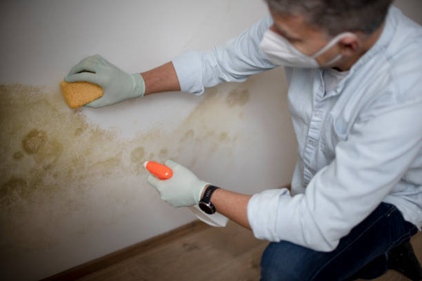 Home Mold Removal in Desoto, TX