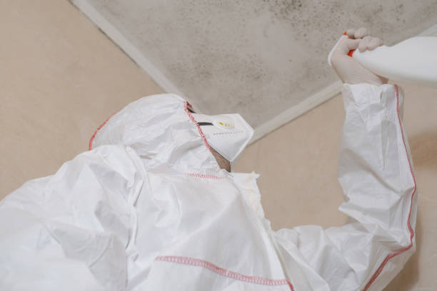 Best Mold Removal Near Me  in Desoto, TX