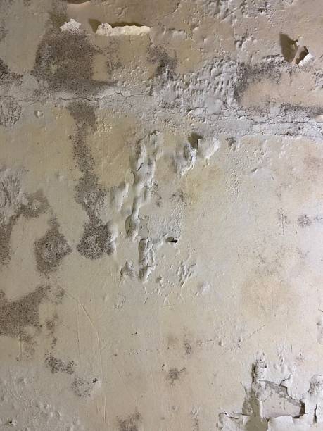 Best Mold Removal Company Near Me  in Desoto, TX