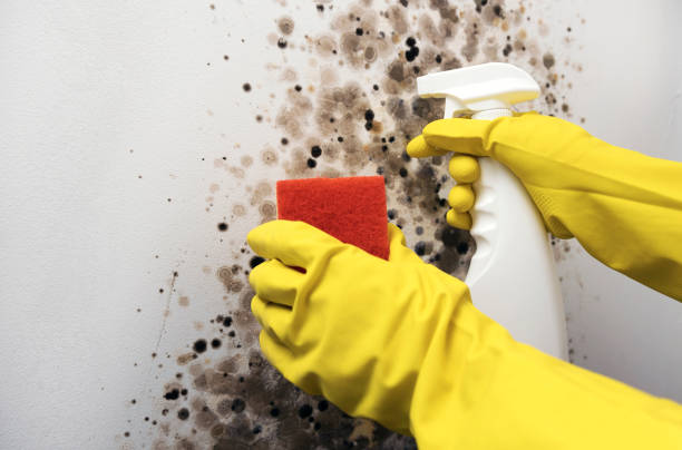 Best Mold Remediation Experts  in Desoto, TX