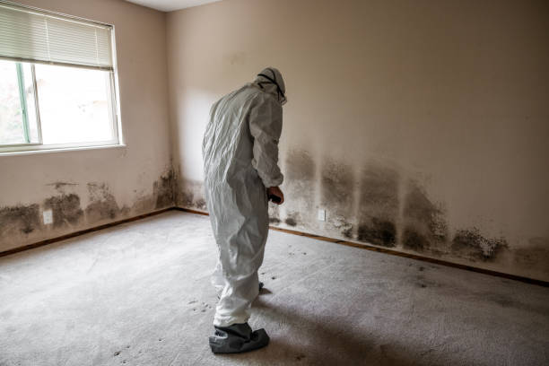 Best Emergency Mold Removal  in Desoto, TX