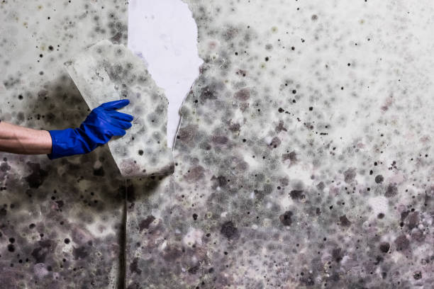 Best Mold Damage Repair  in Desoto, TX