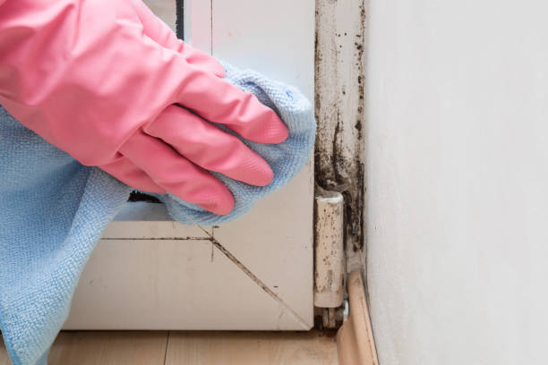 Best Home Mold Removal  in Desoto, TX