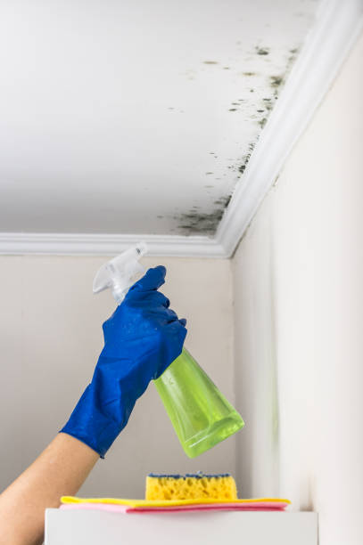 Best Crawl Space Mold Removal  in Desoto, TX