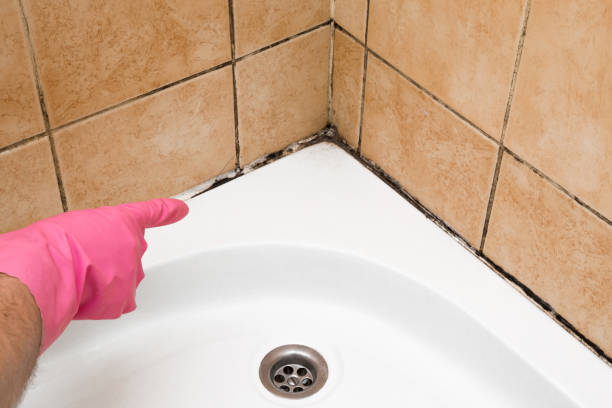 Trusted Desoto, TX Mold Removal Experts